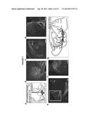 OPTOGENETIC CONTROL OF INPUTS TO THE VENTRAL TEGMENTAL AREA diagram and image