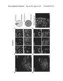 OPTOGENETIC CONTROL OF INPUTS TO THE VENTRAL TEGMENTAL AREA diagram and image