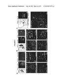 OPTOGENETIC CONTROL OF INPUTS TO THE VENTRAL TEGMENTAL AREA diagram and image