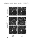 OPTOGENETIC CONTROL OF INPUTS TO THE VENTRAL TEGMENTAL AREA diagram and image