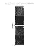 OPTOGENETIC CONTROL OF INPUTS TO THE VENTRAL TEGMENTAL AREA diagram and image