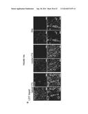 OPTOGENETIC CONTROL OF INPUTS TO THE VENTRAL TEGMENTAL AREA diagram and image