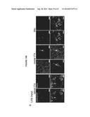 OPTOGENETIC CONTROL OF INPUTS TO THE VENTRAL TEGMENTAL AREA diagram and image