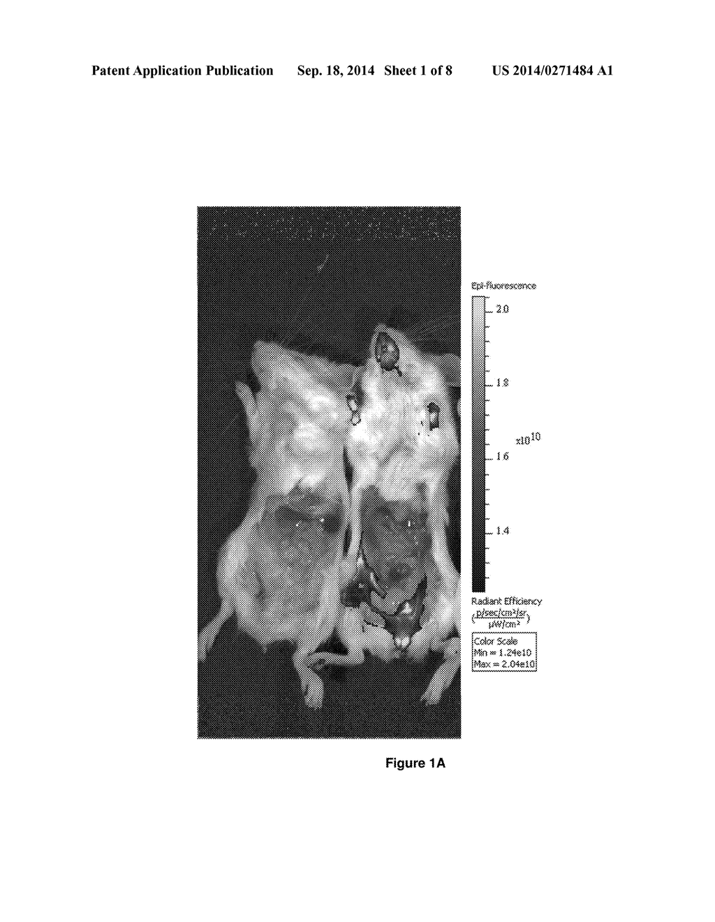 Methods of Imaging Inflammatory Diseases by Ligands Conjugated to     Fluorescent Compounds - diagram, schematic, and image 02