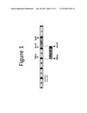 VESICULAR STOMATITIS VIRUSES CONTAINING A MARABA VIRUS GLYCOPROTEIN     POLYPEPTIDE diagram and image