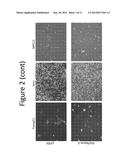 VESICULAR STOMATITIS VIRUSES CONTAINING A MARABA VIRUS GLYCOPROTEIN     POLYPEPTIDE diagram and image