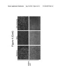 VESICULAR STOMATITIS VIRUSES CONTAINING A MARABA VIRUS GLYCOPROTEIN     POLYPEPTIDE diagram and image