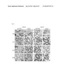 ADIPOSE TISSUE MESENCHYMAL STEM CELLS AND METHODS OF USE TO TREAT OR     INHIBIT UTERINE DISORDERS diagram and image