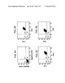 RENAL STEM CELLS ISOLATED FROM KIDNEY diagram and image