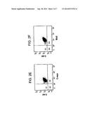 RENAL STEM CELLS ISOLATED FROM KIDNEY diagram and image