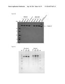 METHOD FOR PREPARING HUMAN FACTOR H diagram and image