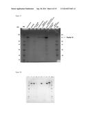 METHOD FOR PREPARING HUMAN FACTOR H diagram and image