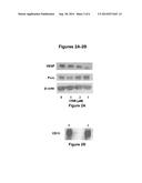 THROMBOSPONDIN-1 POLYPEPTIDES AND METHODS OF USING SAME diagram and image