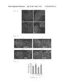 HUMAN NOTCH1 DECOYS diagram and image