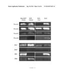 HUMAN NOTCH1 DECOYS diagram and image