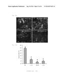 HUMAN NOTCH1 DECOYS diagram and image