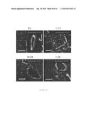 HUMAN NOTCH1 DECOYS diagram and image