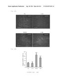 HUMAN NOTCH1 DECOYS diagram and image