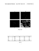 OPTIMIZED ANTIGENS OF PNEUMOCYSTIS AND USE THEREOF diagram and image