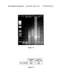 OPTIMIZED ANTIGENS OF PNEUMOCYSTIS AND USE THEREOF diagram and image