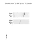 MONOCLONAL ANTIBODIES AGAINST ANTITHROMBIN BETA diagram and image