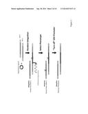 RANDOM HOMOZYGOUS GENE PERTURBATION (RHGP) WITH THERMAL ASSYMETRIC     INTERLACED (TAIL)-PCR diagram and image