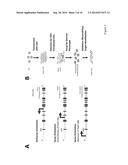 RANDOM HOMOZYGOUS GENE PERTURBATION (RHGP) WITH THERMAL ASSYMETRIC     INTERLACED (TAIL)-PCR diagram and image