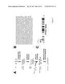 RANDOM HOMOZYGOUS GENE PERTURBATION (RHGP) WITH THERMAL ASSYMETRIC     INTERLACED (TAIL)-PCR diagram and image