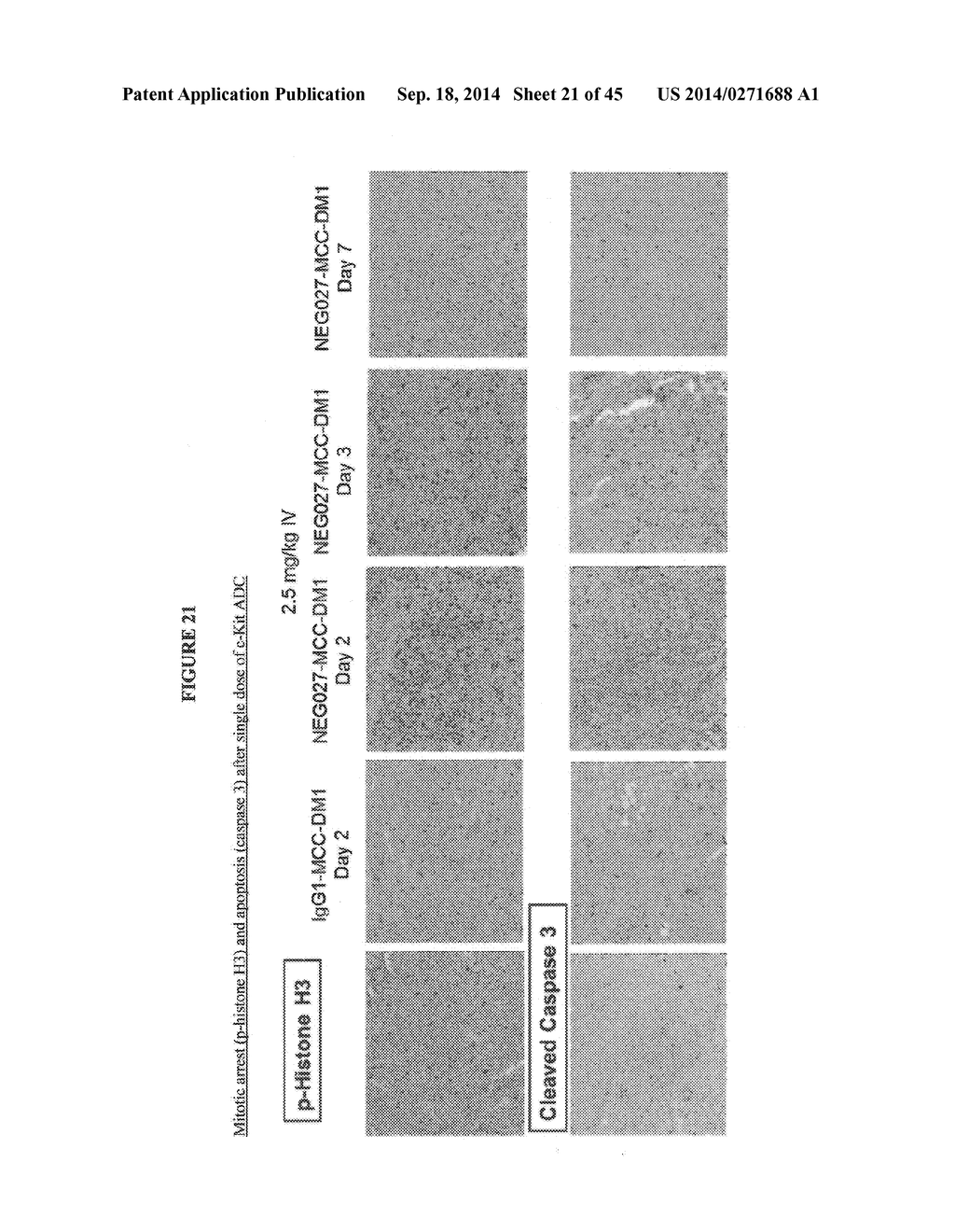 ANTIBODY DRUG CONJUGATES - diagram, schematic, and image 22