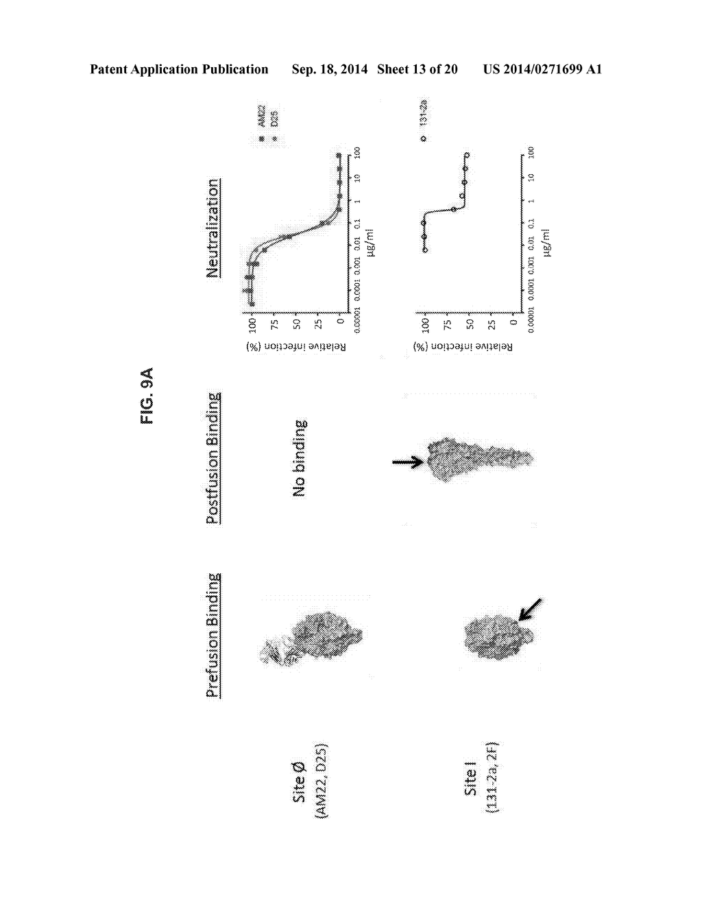 PREFUSION RSV F PROTEINS AND THEIR USE - diagram, schematic, and image 14