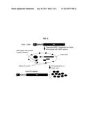 Novel methods for providing long-term protective immunity against rabies     in animals, based upon administration of replication-deficient flavivirus     expressing rabies G diagram and image