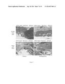 THERAPEUTIC COMPOSITIONS FOR BONE REPAIR diagram and image