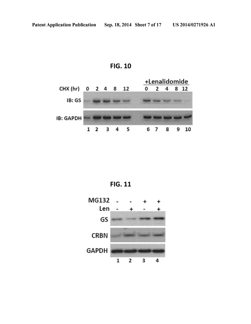 METHODS OF USE OF GLUTAMINE SYNTHETASE INHIBITORS - diagram, schematic, and image 08