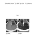 CHLOROPHYLL DEFICIENT ALGAL CELL WITH IMPROVED GROWTH AND PRODUCTION diagram and image