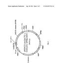 DHAD VARIANTS AND METHODS OF SCREENING diagram and image