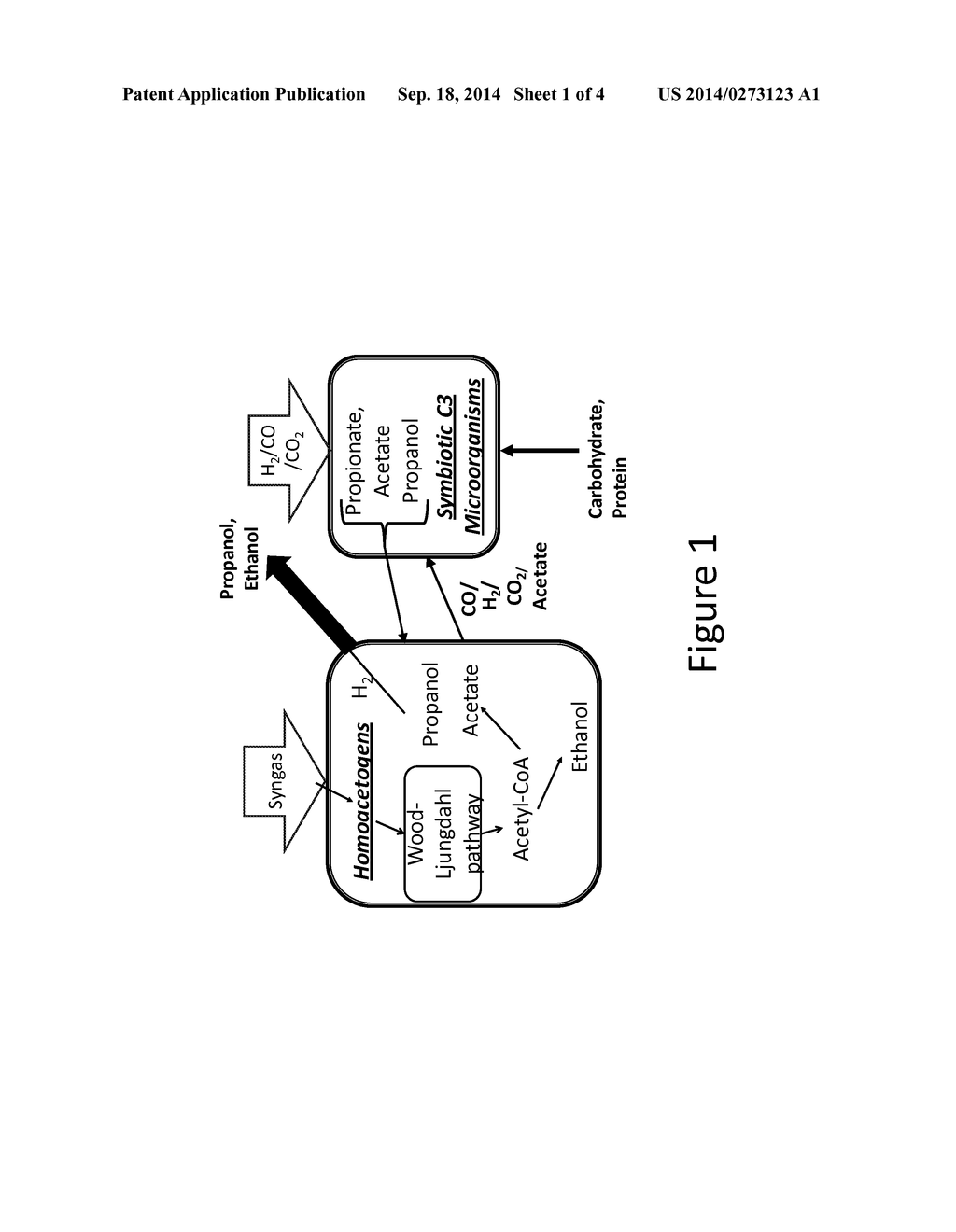 Method for production of n-propanol and other C3-carbon containing     products from syngas by symbiotic arrangement of C1-fixing and     C3-producing anaerobic microorganism cultures - diagram, schematic, and image 02