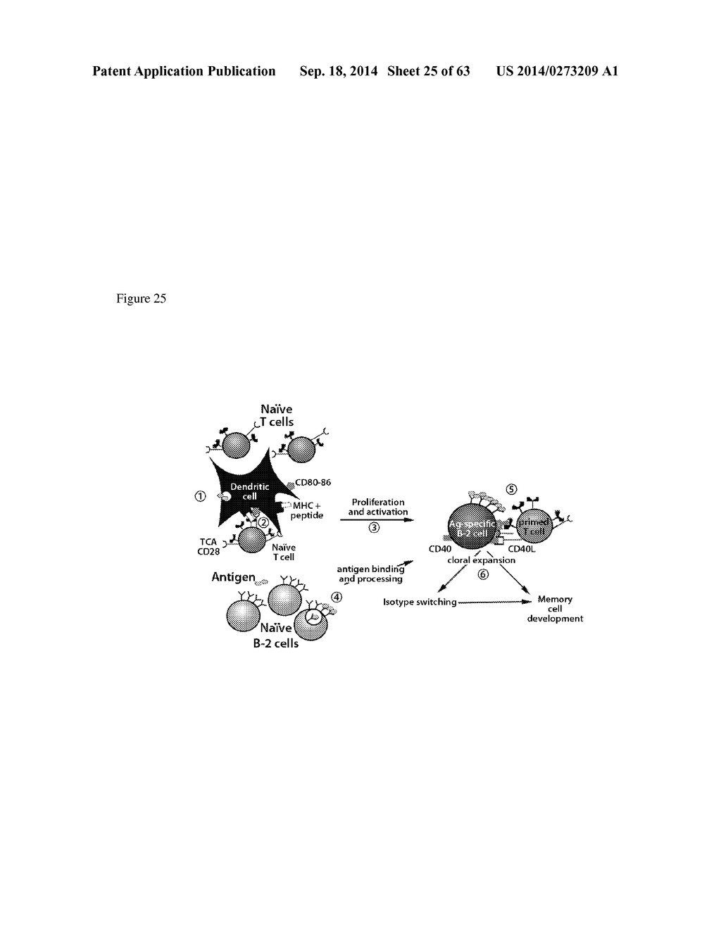 ARTIFICIAL IMMUNE SYSTEM: METHODS OF USE - diagram, schematic, and image 26