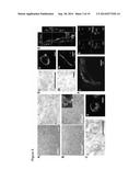 Self-Organized Vascular Networks from Human Pluripotent Stem Cells in a     Synthetic Matrix diagram and image