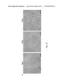 Self-Organized Vascular Networks from Human Pluripotent Stem Cells in a     Synthetic Matrix diagram and image