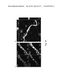 Self-Organized Vascular Networks from Human Pluripotent Stem Cells in a     Synthetic Matrix diagram and image