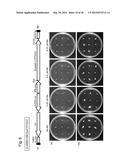 GENE ENCODING CYTOCHROME P450, AND USE THEREOF diagram and image