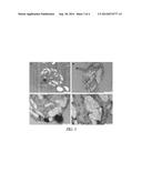 LIPID DROPLET PROTEIN MARKERS FOR ALGAL OIL ACCUMULATION diagram and image