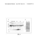 LIPID DROPLET PROTEIN MARKERS FOR ALGAL OIL ACCUMULATION diagram and image