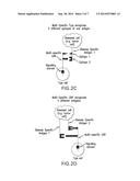 COMPOSITIONS, METHODS, AND COMPUTER SYSTEMS RELATED TO MAKING AND     ADMINISTERING MODIFIED T CELLS diagram and image