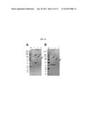 METHODS, COMPOSITIONS, AND KITS FOR DETECTION OF ASPERGILLOSIS diagram and image