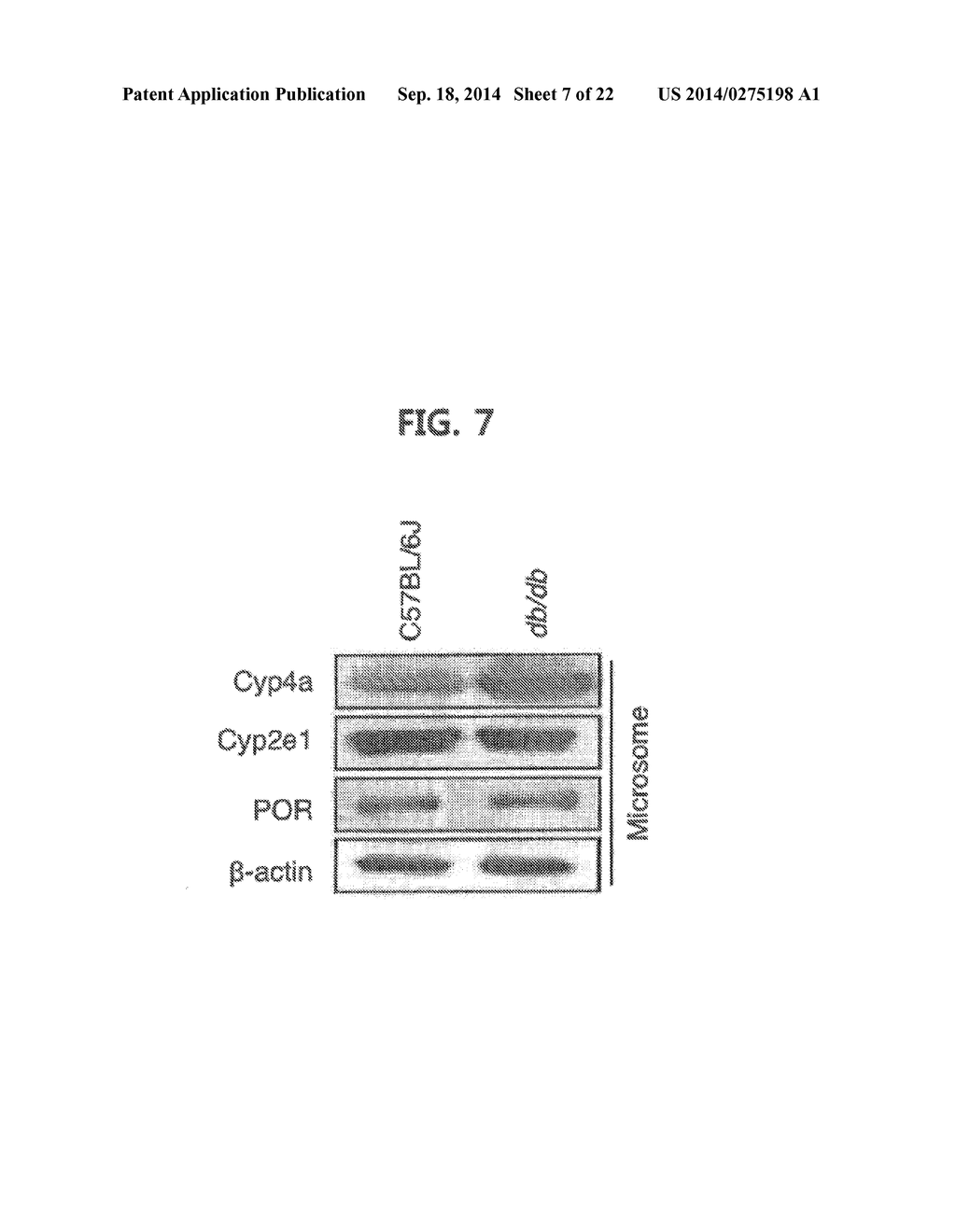 PHARMACEUTICAL COMPOSITION FOR PREVENTING OR TREATING DIABETES OR FATTY     LIVER CONTAINING A CYP4A INHIBITOR AS AN ACTIVE INGREDIENT - diagram, schematic, and image 08