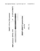 CHIMERIC PROMOTER FOR CONE PHOTORECEPTOR TARGETED GENE THERAPY diagram and image