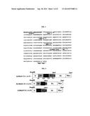 HUMAN MONOCLONAL ANTIBODY NEUTRALIZING VASCULAR ENDOTHELIAL GROWTH FACTOR     RECEPTOR AND USE THEREOF diagram and image