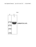 HUMAN MONOCLONAL ANTIBODY NEUTRALIZING VASCULAR ENDOTHELIAL GROWTH FACTOR     RECEPTOR AND USE THEREOF diagram and image