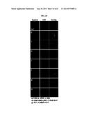 HUMAN MONOCLONAL ANTIBODY NEUTRALIZING VASCULAR ENDOTHELIAL GROWTH FACTOR     RECEPTOR AND USE THEREOF diagram and image